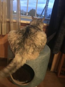 部屋がきちゃないのは気にしなーい