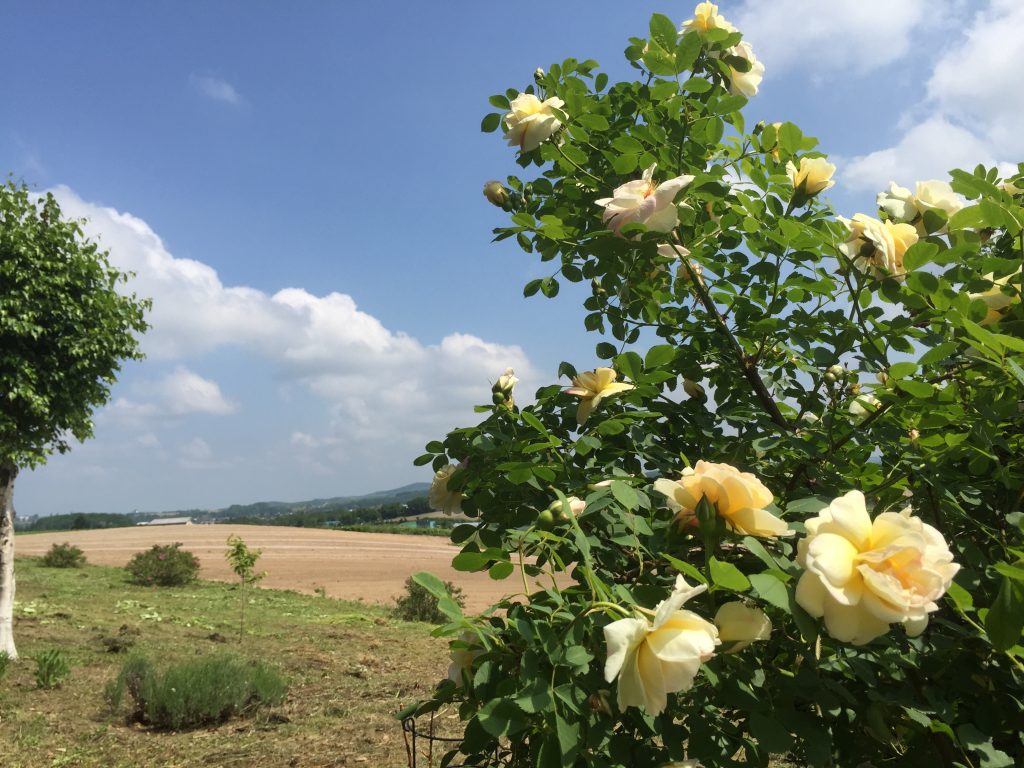 春の香りWildRose．