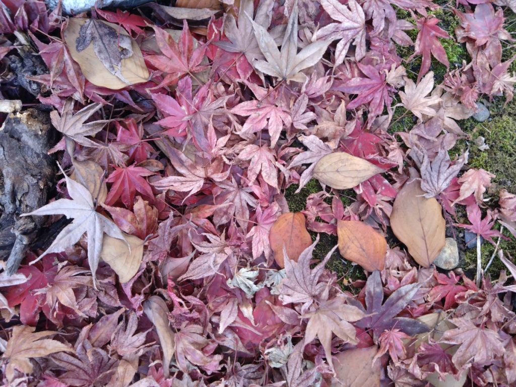 ”もみじ”と”かえで”の見分け方わかりますか？最もわかりやすい違いは 葉に5つ以上の深い切り込みがあるものを”もみじ” 切れ込みが浅いものを”楓”とするのが主流のようです。