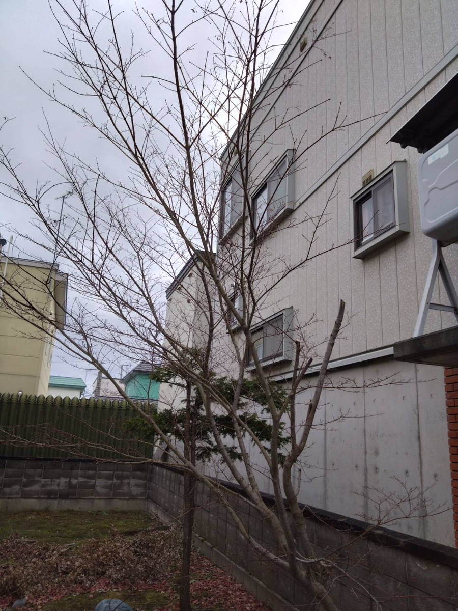 とうとう境界を越えて隣の家の外壁に当たるまでなってしまいました。