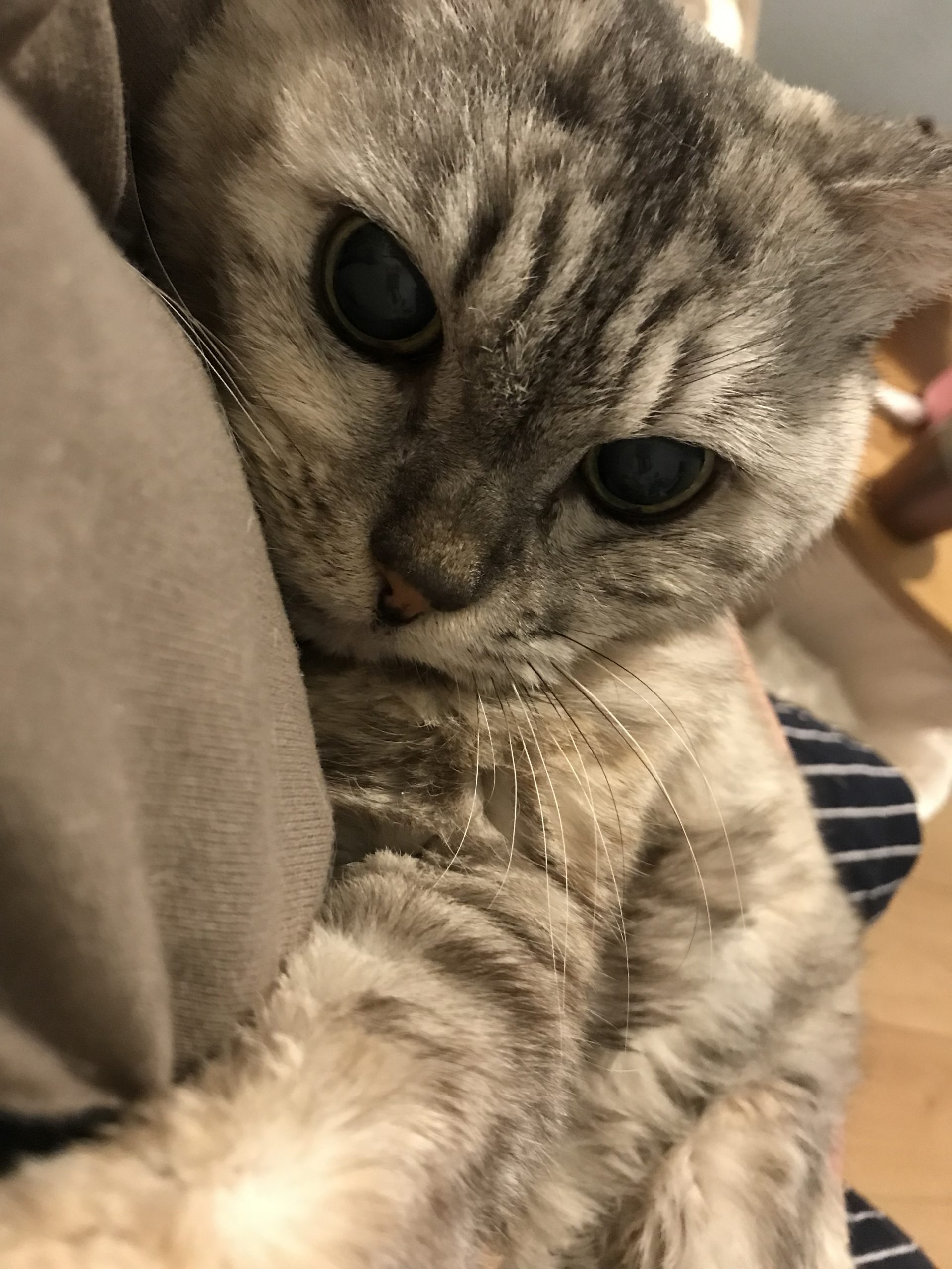 冬も食べ放題。そしてたまに猫の病院end