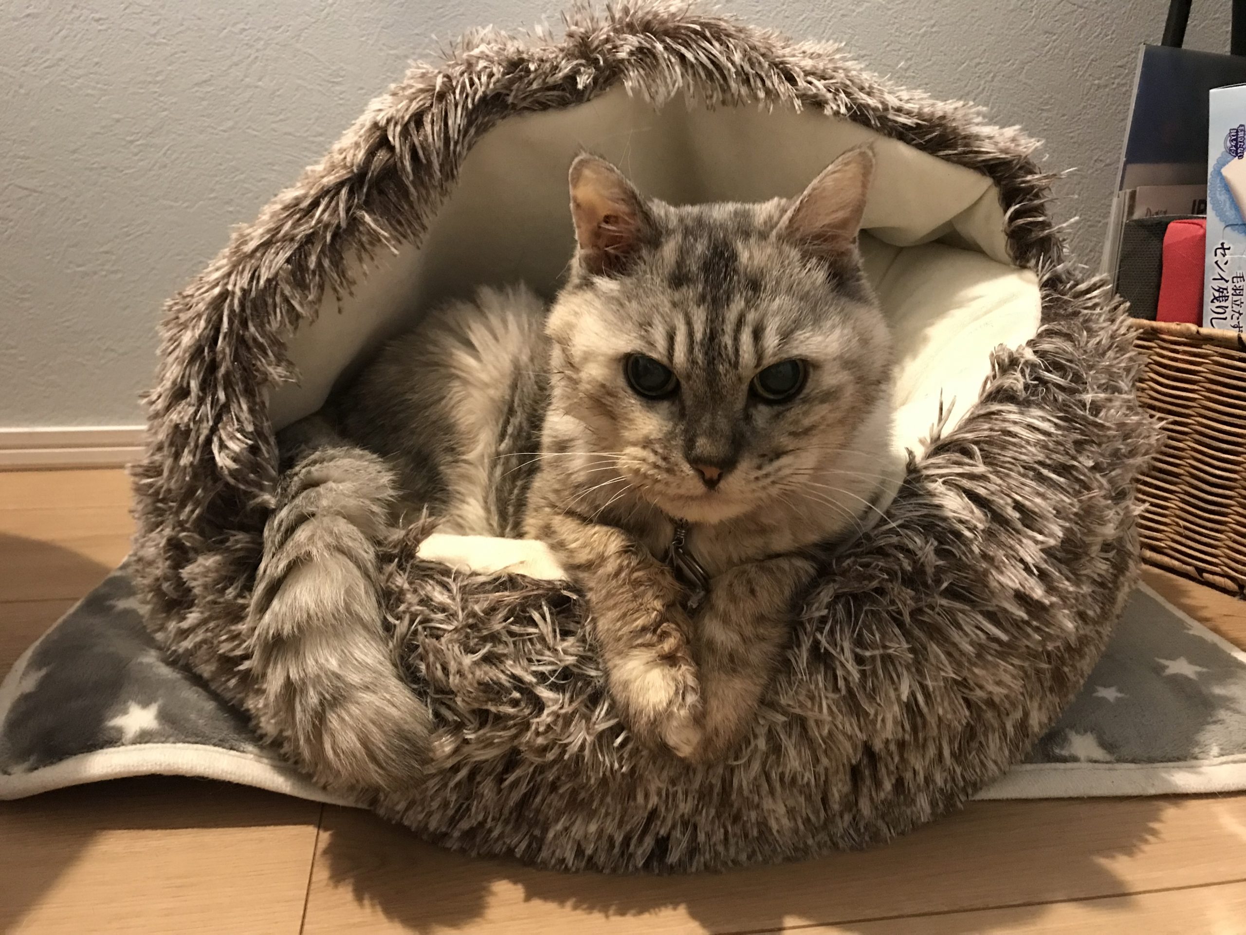 たぬきも遠目から見ると猫に見える春