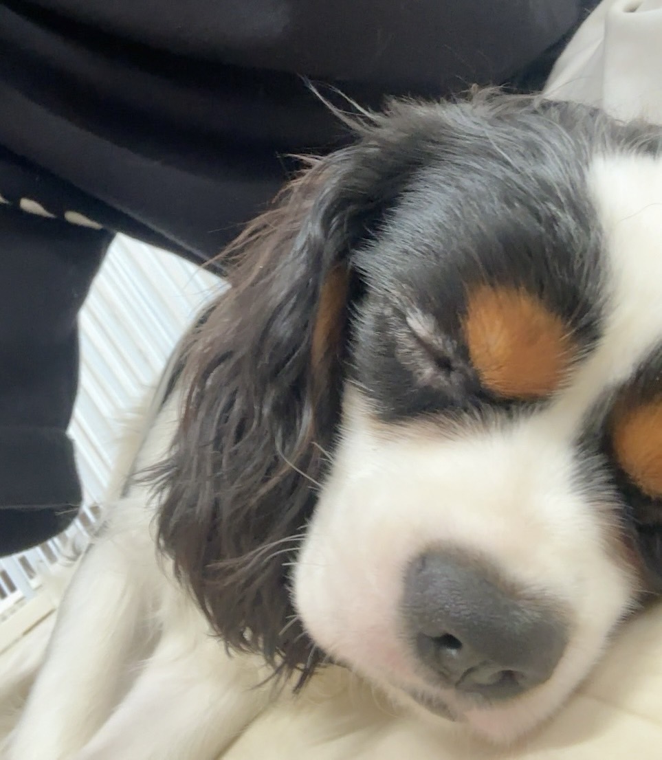 「犬とふれあえるカフェ」に行ってきました