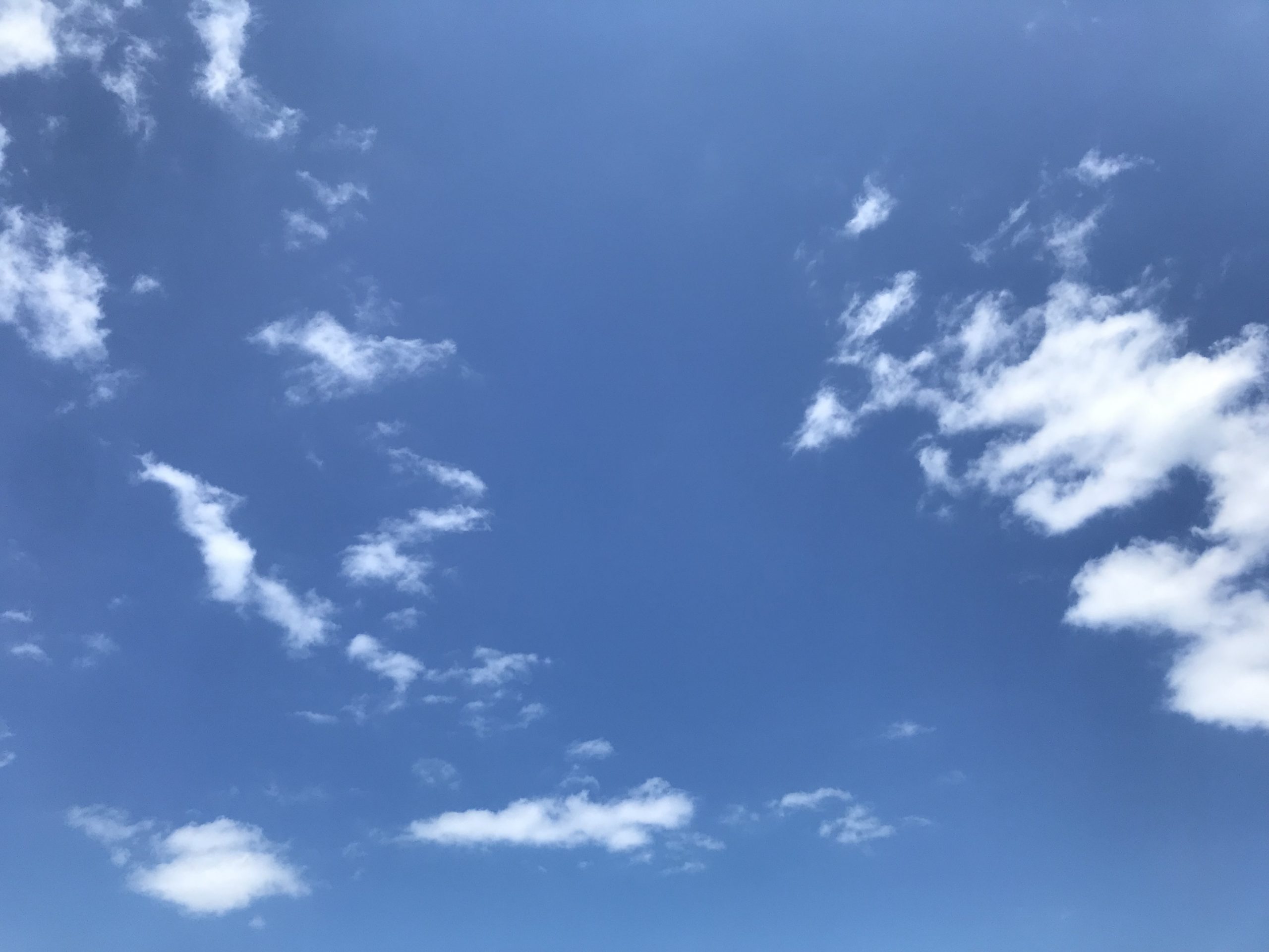 猫が足りない