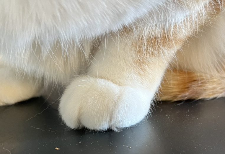 見かけた猫たちといつだかの動物占い