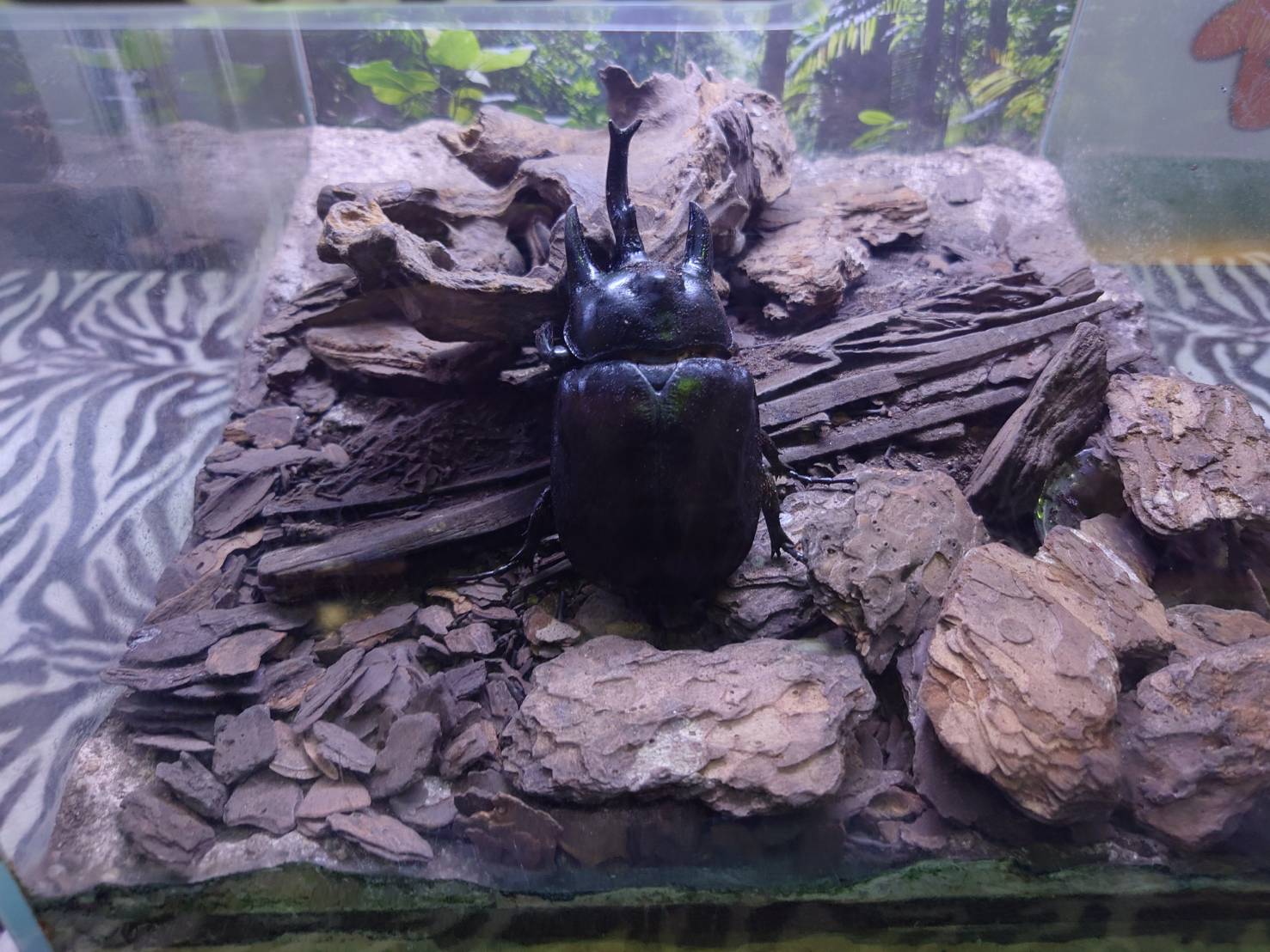 昆虫生態館