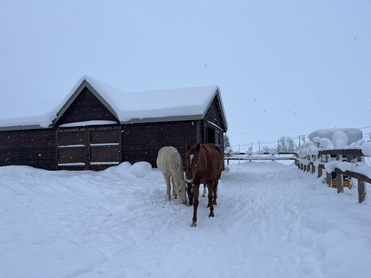 【北海道比布町】Farm Yamaへ行っ